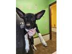 Adopt Jerboa a Mixed Breed