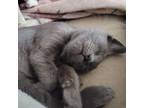 Adopt Elton a Domestic Short Hair