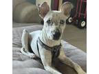 Adopt Tucker a Catahoula Leopard Dog