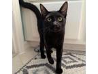 Adopt Buddy a Domestic Short Hair