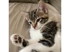 Adopt Sweetness a Domestic Medium Hair