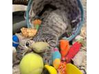 Adopt Sylvester a Domestic Short Hair