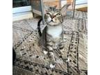 Adopt Caz a Domestic Short Hair
