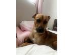 Adopt Tyson a Labrador Retriever