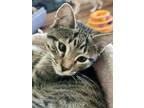 Adopt Tony a Domestic Short Hair
