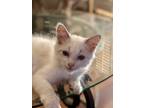 Adopt Sassy a Siamese