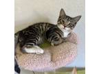 Adopt Tiger a Domestic Short Hair