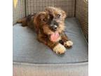 Adopt Thibodeaux a Yorkshire Terrier, Dachshund