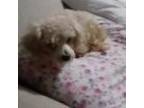 Adopt Max a Cockapoo
