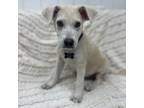 Adopt Jefferson a Mixed Breed, Labrador Retriever