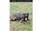 Adopt Caldwell a Catahoula Leopard Dog