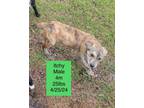 Adopt Itchy a Australian Cattle Dog / Blue Heeler, Labrador Retriever