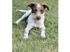 Adopt Red a Australian Cattle Dog / Blue Heeler, Pointer