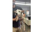 Adopt T811 a Australian Cattle Dog / Blue Heeler