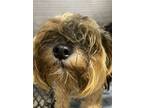 Adopt T816-Boris a Yorkshire Terrier