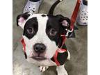 Adopt Tennessee a Pit Bull Terrier