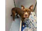 Adopt Aries a American Staffordshire Terrier, Mixed Breed