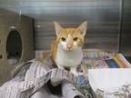 Adopt Thomas a Domestic Short Hair