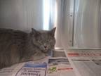 Adopt Church a Domestic Medium Hair