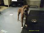 Adopt Chance a American Staffordshire Terrier