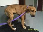 Adopt Apollo a Great Dane