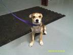 Adopt Ross a Carolina Dog