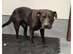 Adopt Ombre a Pit Bull Terrier