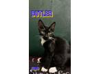 Adopt Butler a Tuxedo