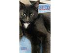 Adopt Stubs a Domestic Short Hair