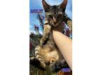Adopt Ashley a Tabby