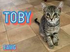 Adopt Toby a Domestic Short Hair, Tabby