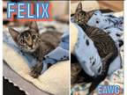 Adopt Felix a Domestic Short Hair, Tabby