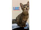Adopt Link a Domestic Short Hair, Tabby
