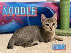 Adopt Noodle a Domestic Short Hair, Tabby