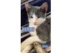 Adopt Henry a Domestic Short Hair