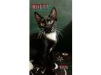 Adopt Rhett a Tuxedo