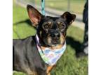Adopt Cami a Miniature Pinscher