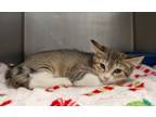 Adopt Simone Biles a Domestic Short Hair