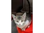 Adopt Hot Fudge a Domestic Short Hair