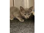 Adopt Lilith (Petsmart) a Domestic Short Hair