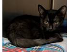Adopt Sally a Domestic Short Hair