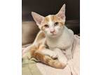 Adopt Harlow a Domestic Short Hair
