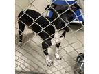Adopt 19759 a Pit Bull Terrier