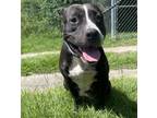Adopt Belle a Pit Bull Terrier, Mixed Breed