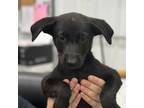 Adopt Fayes Little Pumpkins_4 a German Shepherd Dog