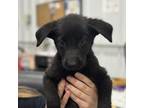 Adopt Fayes Little Pumpkins_3 a German Shepherd Dog