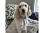 Adopt Precious a Poodle, Retriever