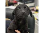Adopt Fayes Little Pumpkins_2 a German Shepherd Dog, Labrador Retriever
