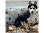 Adopt Trixie a Husky