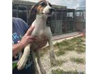 Adopt Izzy a Coonhound